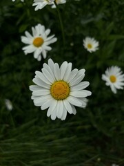 white daisies in a garden. Beautiful © B