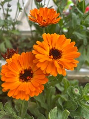 Winters Flowers bloom & Blossoms 