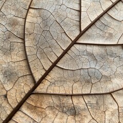 Fototapeta premium The leaf is brown and has a lot of texture
