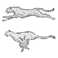 vector sketch of a leopard running very fast