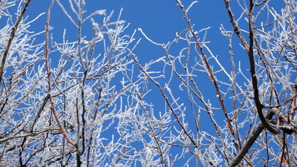 snow-covered branches against a blue sky