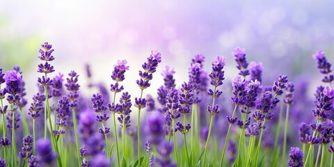 Obraz premium Lavender flowers border with purple blossoms and green leaves, lavender, flowers, border, purple, blossoms, green, leaves