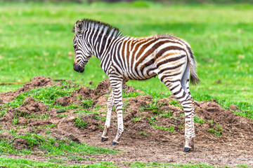 Plains Zebra foal