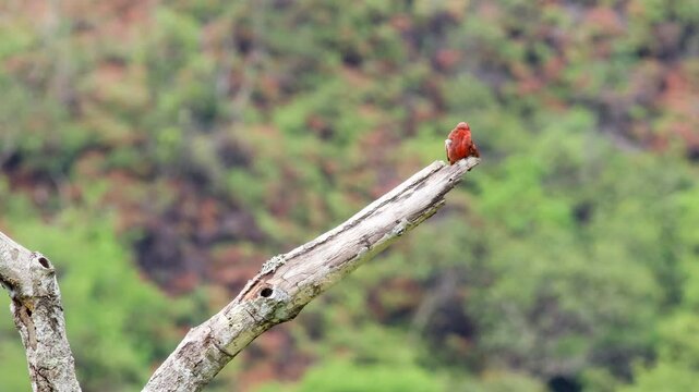 Stunning exotic tropical Hepatic Tanager bird in Rainforest jungle perched branch