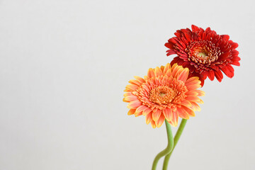 オレンジ色と赤のガーベラ