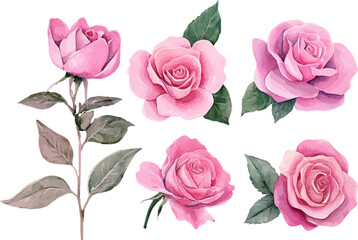 pattern with pink roses