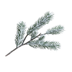 Frosted pine branch isolated on transparent background, cut out, png, clipping path