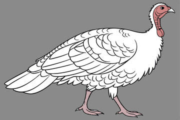 white turkey, detailed feathers, plump body, red head and wattle, pink legs, standing pose, realistic rendering, studio lighting, gray background, high contrast, photorealistic, 4k resolution, nature 