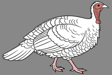 white turkey, detailed feathers, plump body, red head and wattle, pink legs, standing pose, realistic rendering, studio lighting, gray background, high contrast, photorealistic, 4k resolution, nature 