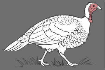 white turkey, detailed feathers, plump body, red head and wattle, pink legs, standing pose, realistic rendering, studio lighting, gray background, high contrast, photorealistic, 4k resolution, nature 