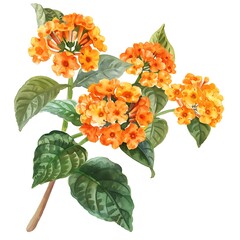 Watercolor Orange Lantana Isolated on White Background. Beautiful Lantana Flower