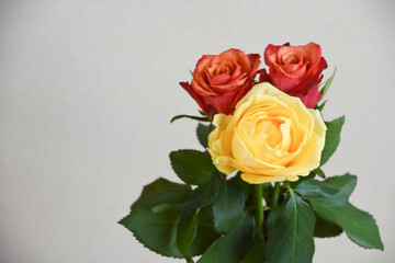 赤と黄色のばら