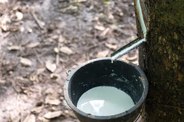 Rubber Tapping , Collecting Rubber Latex