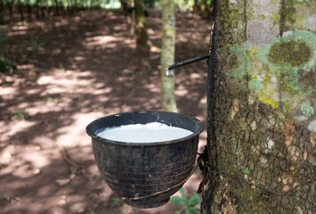 Rubber Tapping , Collecting Rubber Latex