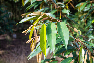 The profusely sprouting leaves of a durian tree