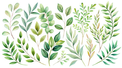 Watercolor Green Greenery Collection 20 Botanical Branches Isolated on Transparent Background, Clipart, Illustration, greenery, botanical, watercolor