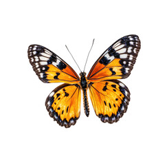A vibrant butterfly with orange wings adorned with intricate black and white patterns, showcasing its delicate beauty.