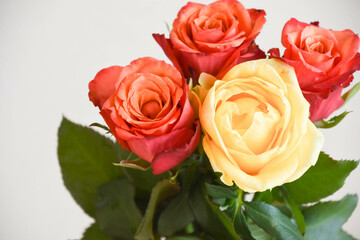 赤と黄色のばら