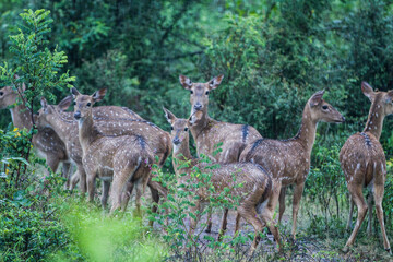 Deer wilpatthu srilanka