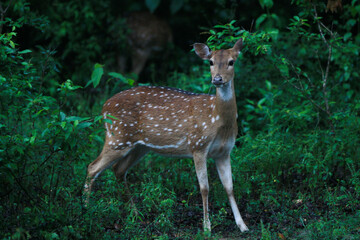 Deer wilpatthu