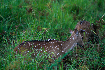 Deer i wilpatthu Srilanka