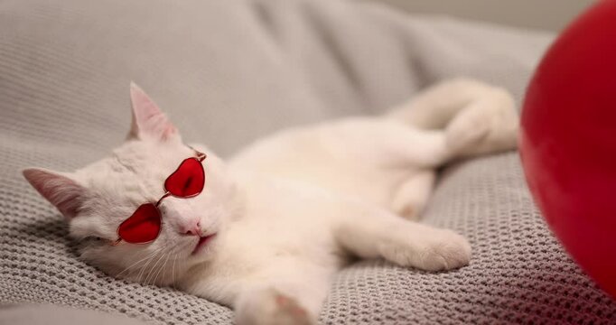 A relaxed and chill cat sporting stylish red sunglasses lounges comfortably, humorously enhancing a cozy ambiance