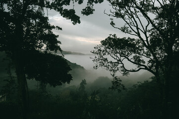Misty Tropical Landscape in Panama with Dense Foliage