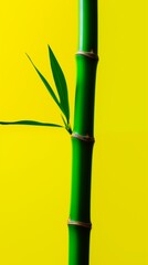 Obraz premium Green Stem on Yellow