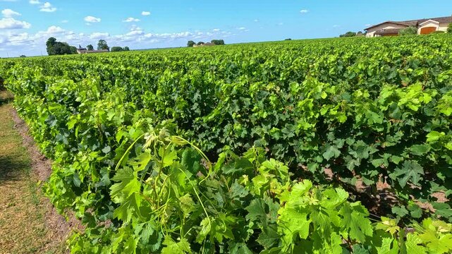 Vineyard Views in Saint-&Atilde;milion