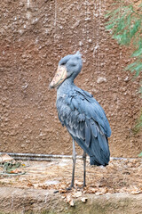 Fototapeta premium Shoebill (Balaeniceps rex) in a zoo