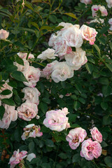 Aspirin Rose plant blooming in the garden close-up