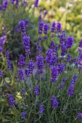 Lavender blooming vividly in a lush garden during the afternoon sun