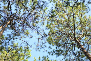 Tall pine trees against clear sky with sunlight streaming through branches
