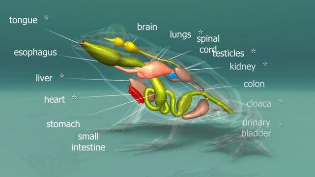 Edible frog internal organs
