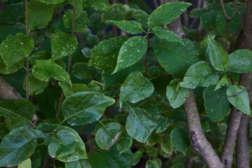 Lush, Green Leaves Majestically Covered in Glimmering Raindrops on a Vibrant Branch