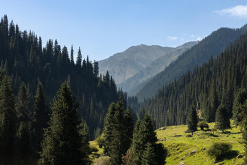 Picturesque valley with Tien Shan spruce trees and green meadows and rolling hills
