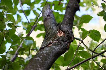 A closeup image of a tree branch showcasing fresh green leaves in vibrant detail and beauty