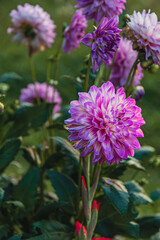 Beautiful deep purple dahlias on a background of green leaves