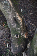The Unique and Intricate Texture of a Tree Trunk Showcasing Natural Features Within Nature