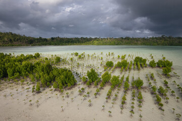 Young mangrove trees planted at the coast of a tropical island as a conservation project to protect coastal mangrove forests