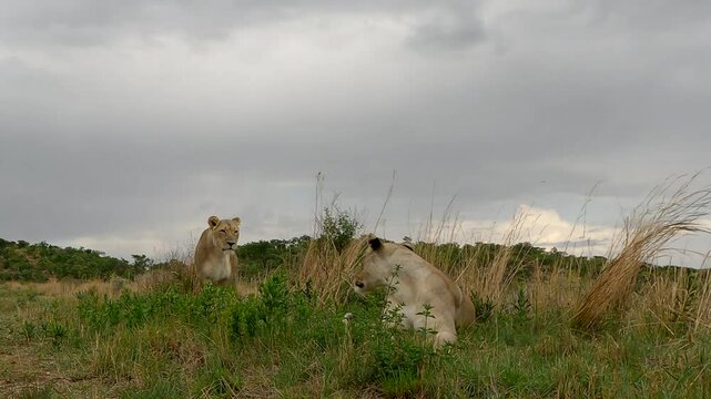 Pair of lionesses resting as one gets up and scans territory, low angle