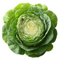 Fototapeta premium Fresh green cabbage whole head detailed closeup vibrant vegetable isolated transparent background