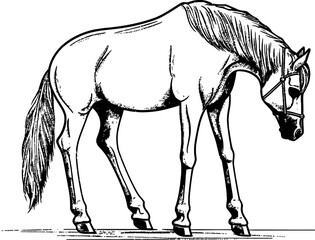 Handdrawn horse sketch