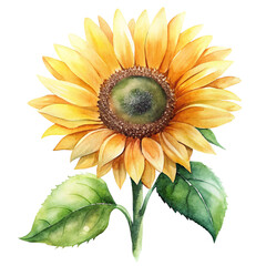 Fototapeta premium botanical illustration, vibrant sunflower, golden yellow petals, textured center, green leaves, realistic rendering