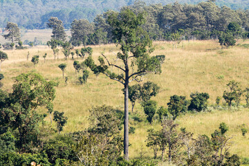 Perfect forest, Viewpoint Thung Salaeng Luang National Park