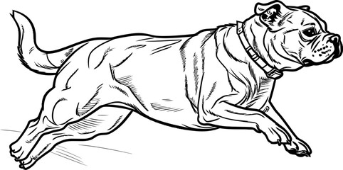 bulldog sketch drawing