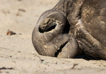 Naklejka premium A California Coast Natural Preserve sign