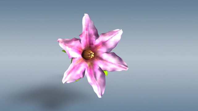 Aubergine plant bisexual flower 3D
