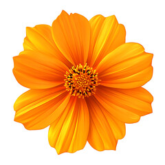 orange cosmos flower top view isolated on white background as transparent.PNG