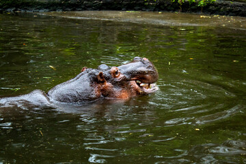 Fototapeta premium Hippopotamus or Hippo, a large semiaquatic mammal native to Saharan Africa